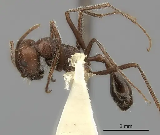 Ocymyrmex fortior specimen CASENT0217897 image casent0217897_3