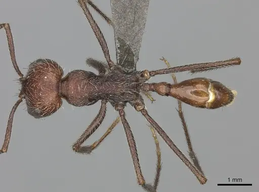 Ocymyrmex fortior specimen CASENT0235944 image casent0235944_1