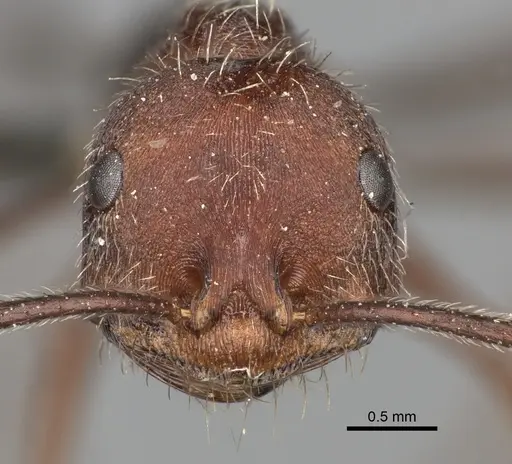 Ocymyrmex fortior specimen CASENT0235944 image casent0235944_2