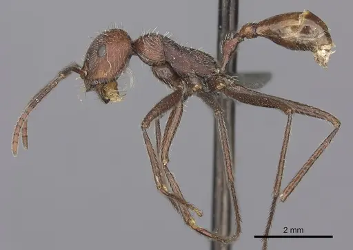 Ocymyrmex fortior specimen CASENT0235944 image casent0235944_3