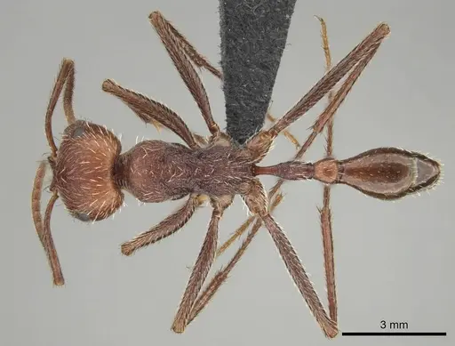 Ocymyrmex fortior specimen CASENT0257381 image casent0257381_1