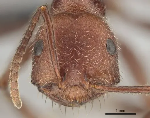 Ocymyrmex fortior specimen CASENT0257381 image casent0257381_2