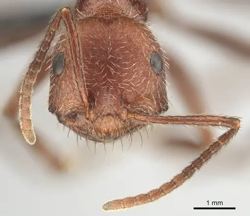 Ocymyrmex fortior specimen CASENT0257381 image casent0257381_3