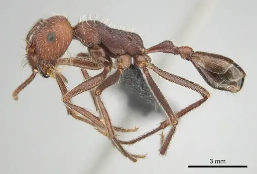 Ocymyrmex fortior specimen CASENT0257381 image casent0257381_4