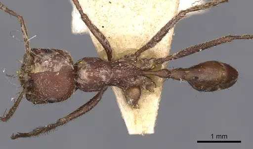 Ocymyrmex fortior specimen CASENT0900406 image casent0900406_1