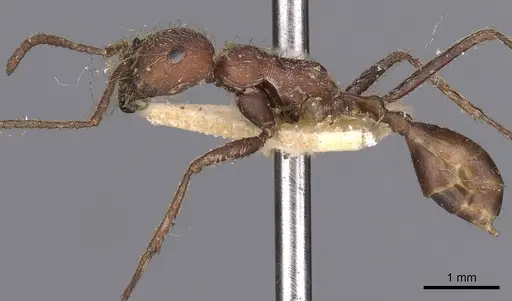 Ocymyrmex fortior specimen CASENT0900406 image casent0900406_3