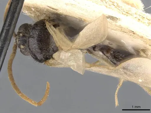 Ocymyrmex fortior specimen CASENT0909077 image casent0909077_1