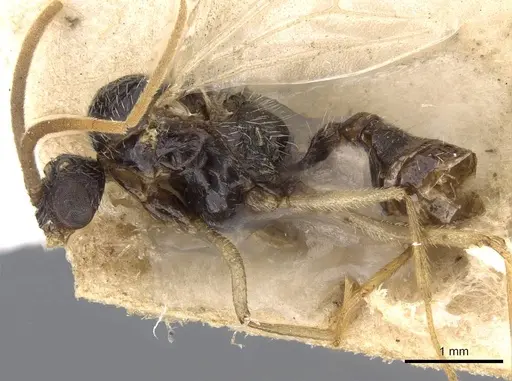 Ocymyrmex fortior specimen CASENT0909077 image casent0909077_3