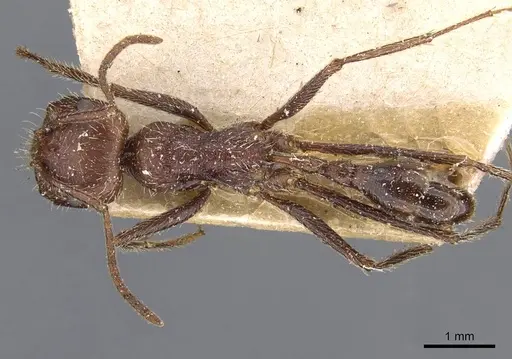 Ocymyrmex fortior specimen CASENT0909078 image casent0909078_1