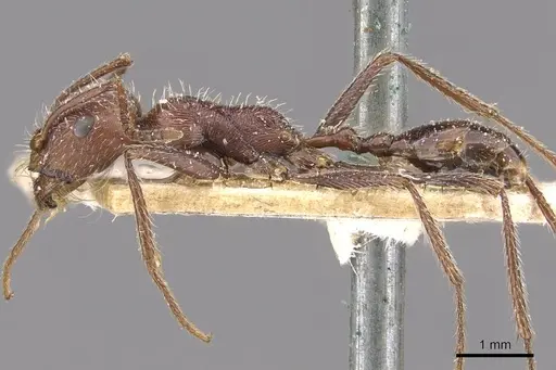 Ocymyrmex fortior specimen CASENT0909078 image casent0909078_3