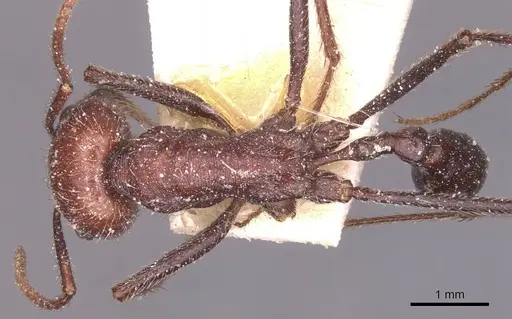 Ocymyrmex fortior specimen CASENT0913235 image casent0913235_1