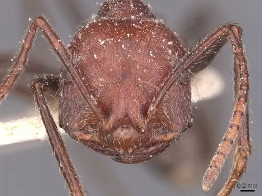 Ocymyrmex fortior specimen CASENT0913235 image casent0913235_2