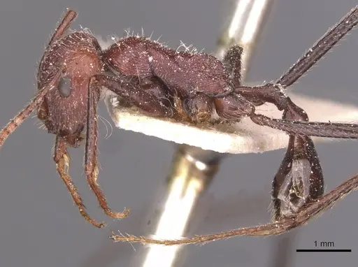 Ocymyrmex fortior specimen CASENT0913235 image casent0913235_3