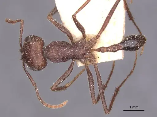 Ocymyrmex fortior specimen CASENT0913236 image casent0913236_1