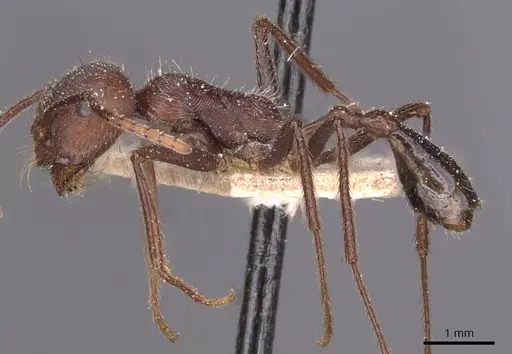 Ocymyrmex fortior specimen CASENT0913236 image casent0913236_3