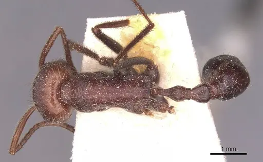 Ocymyrmex fortior specimen CASENT0913237 image casent0913237_1