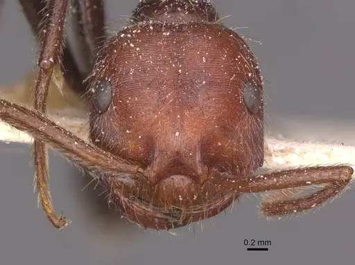 Ocymyrmex fortior specimen CASENT0913237 image casent0913237_2