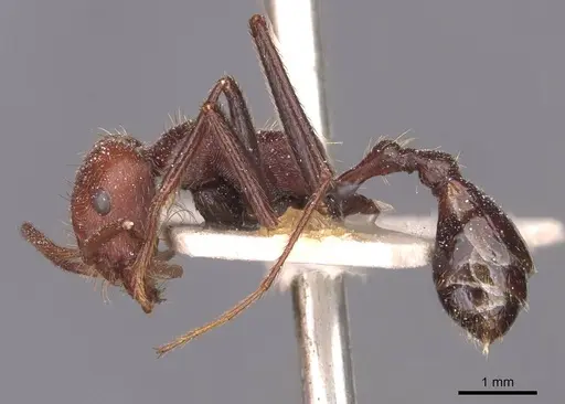 Ocymyrmex fortior specimen CASENT0913237 image casent0913237_3
