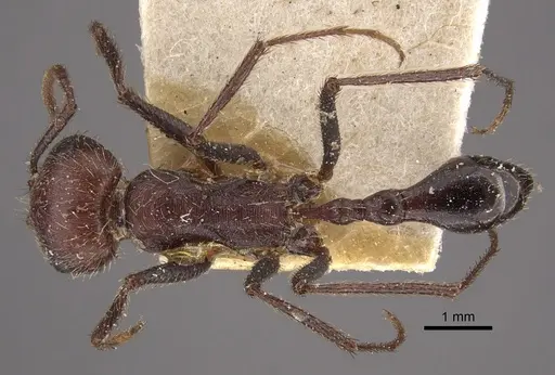 Ocymyrmex fortior specimen CASENT0917834 image casent0917834_1