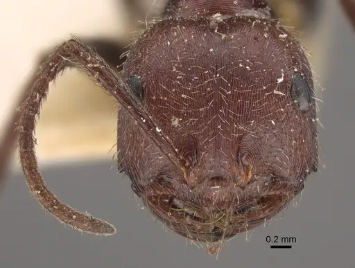 Ocymyrmex fortior specimen CASENT0917834 image casent0917834_2