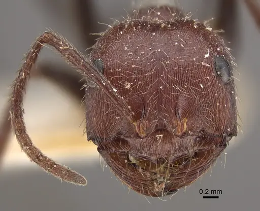 Ocymyrmex fortior specimen CASENT0917834 image casent0917834_3