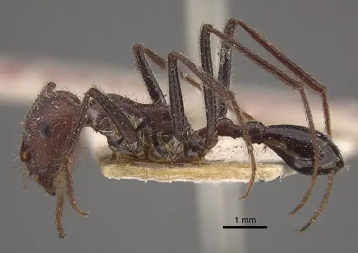 Ocymyrmex fortior specimen CASENT0917834 image casent0917834_4