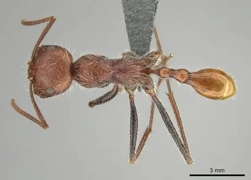 Ocymyrmex hirsutus specimen CASENT0252447 image casent0252447_1