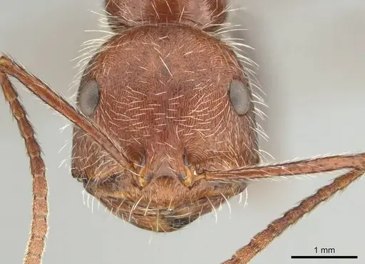 Ocymyrmex hirsutus specimen CASENT0252447 image casent0252447_2