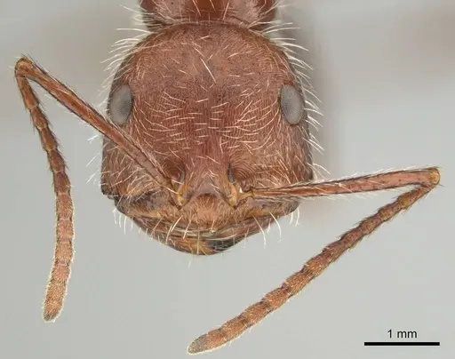 Ocymyrmex hirsutus specimen CASENT0252447 image casent0252447_3