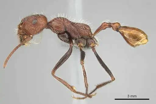 Ocymyrmex hirsutus specimen CASENT0252447 image casent0252447_4