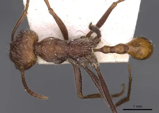Ocymyrmex hirsutus specimen CASENT0900409 image casent0900409_1