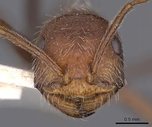 Ocymyrmex hirsutus specimen CASENT0900409 image casent0900409_2