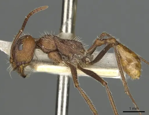 Ocymyrmex hirsutus specimen CASENT0900409 image casent0900409_3
