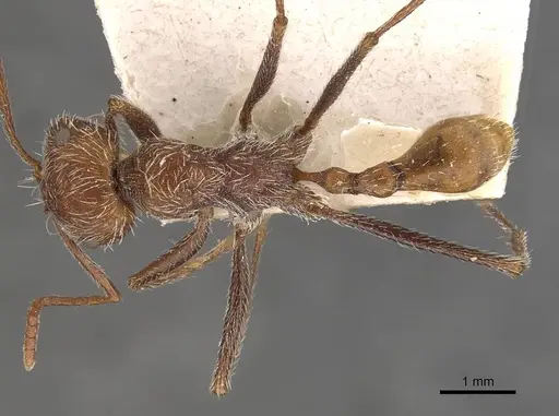 Ocymyrmex hirsutus specimen CASENT0909073 image casent0909073_1