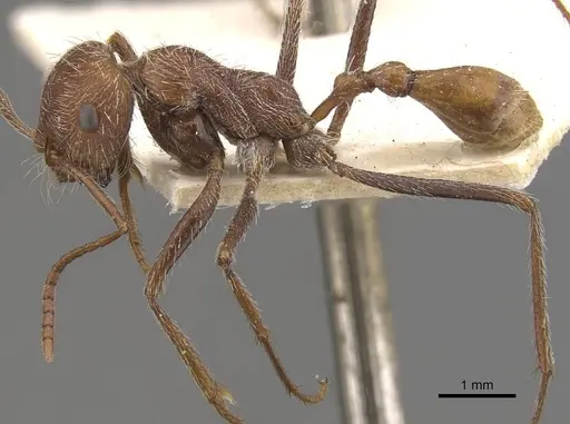 Ocymyrmex hirsutus specimen CASENT0909073 image casent0909073_3