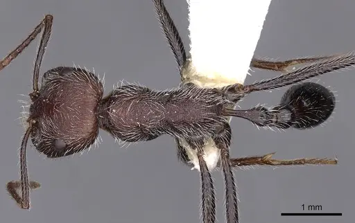 Ocymyrmex ignotus specimen CASENT0900408 image casent0900408_1