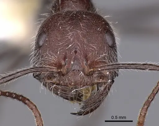 Ocymyrmex ignotus specimen CASENT0900408 image casent0900408_2