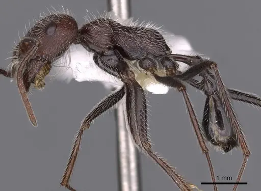 Ocymyrmex ignotus specimen CASENT0900408 image casent0900408_3