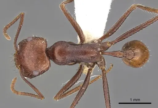 Ocymyrmex kahas specimen CASENT0900400 image casent0900400_1