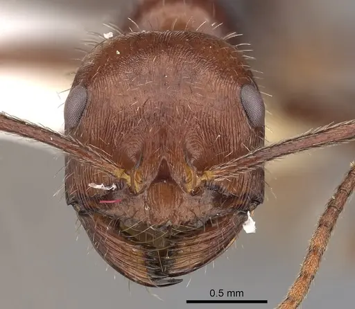 Ocymyrmex kahas specimen CASENT0900400 image casent0900400_2