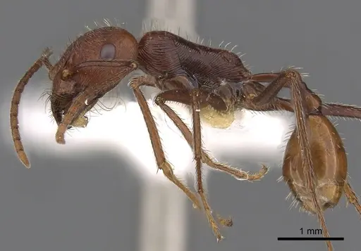 Ocymyrmex kahas specimen CASENT0900400 image casent0900400_3