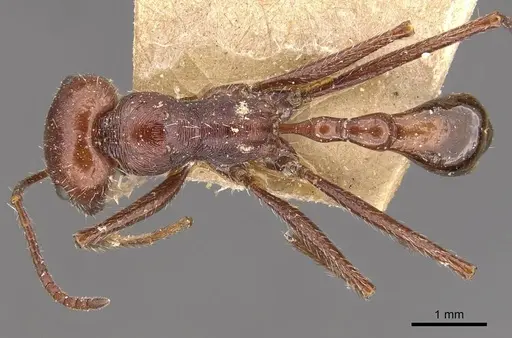 Ocymyrmex laticeps specimen CASENT0909074 image casent0909074_1
