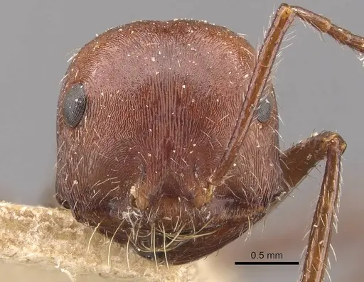 Ocymyrmex laticeps specimen CASENT0909074 image casent0909074_2