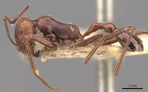 Ocymyrmex laticeps specimen CASENT0909074 image casent0909074_3