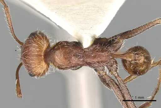 Ocymyrmex micans specimen CASENT0280941 image casent0280941_1