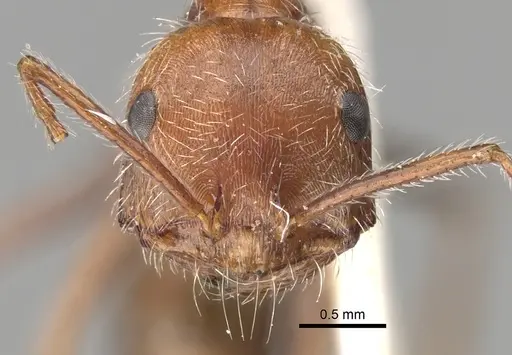 Ocymyrmex micans specimen CASENT0280941 image casent0280941_2