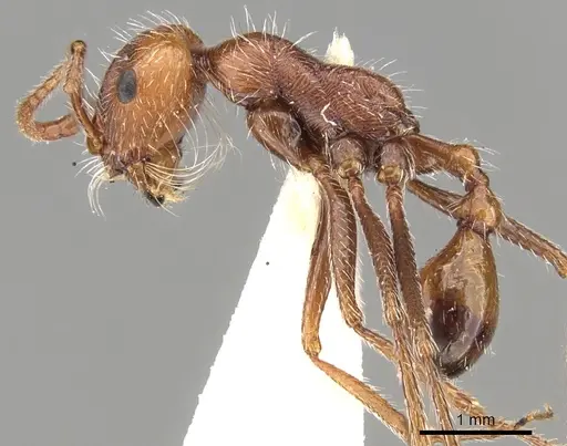 Ocymyrmex micans specimen CASENT0280941 image casent0280941_3