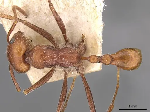 Ocymyrmex micans specimen CASENT0909076 image casent0909076_1