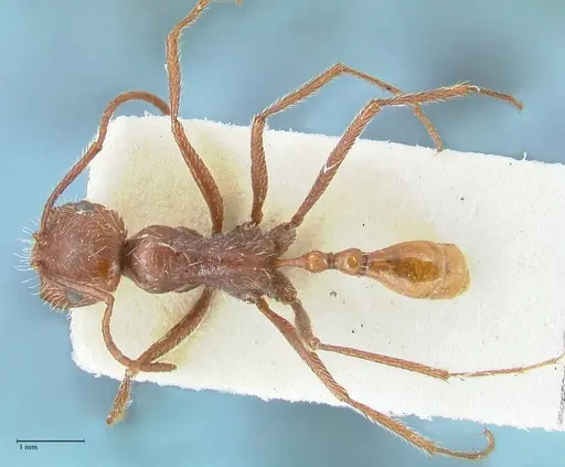 Ocymyrmex micans specimen FOCOL2190 image focol2190_1