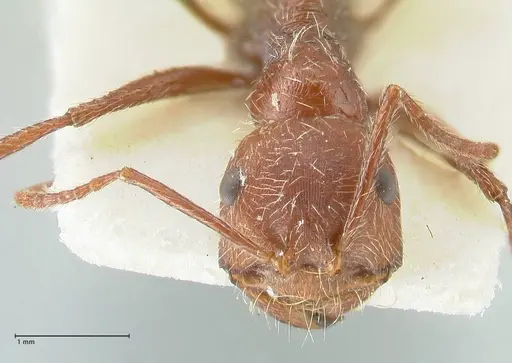 Ocymyrmex micans specimen FOCOL2190 image focol2190_2
